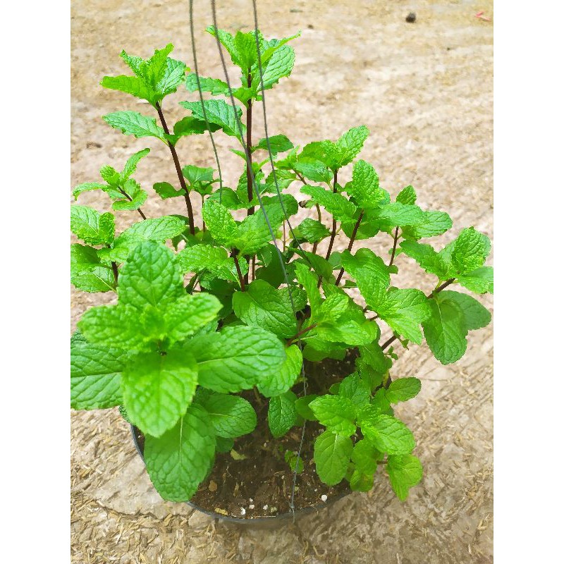 daun mint tanaman mint daun mint(herbal)