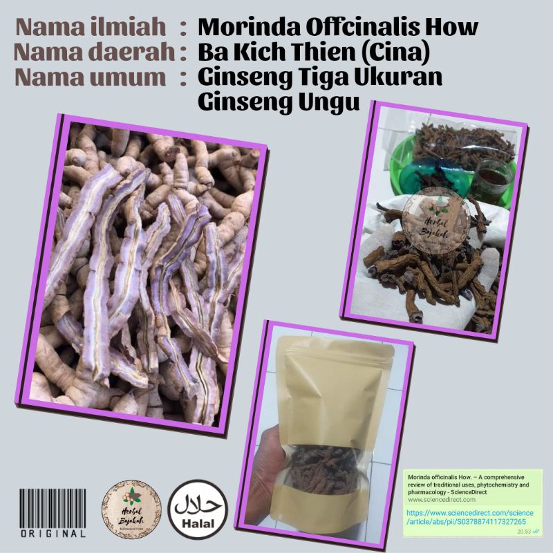 

Ginseng Ungu Morinda Offcinalis How