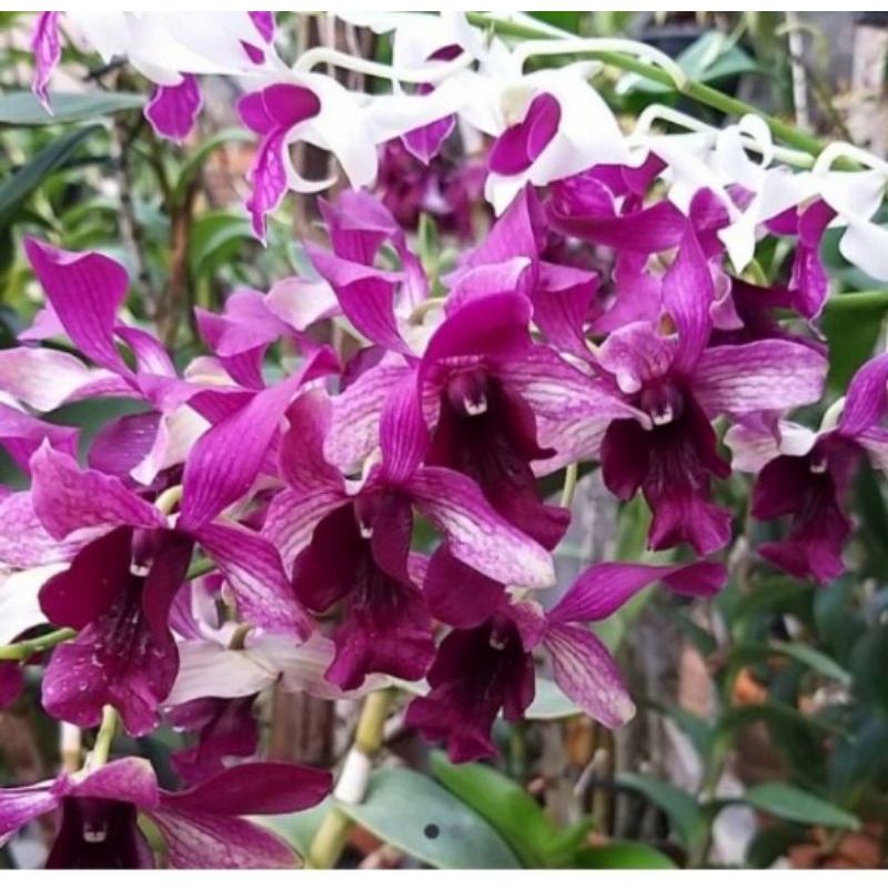 den.inaraya red dewasa besar