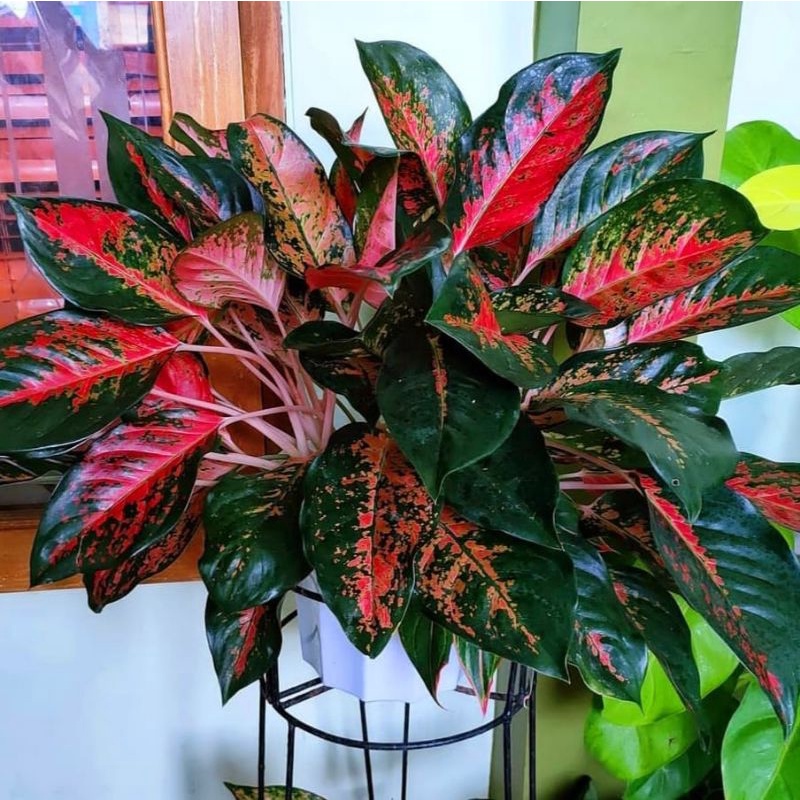 PROMO { BISA COD } Aglonema Kochin Red Paramruay Remaja | Tanaman Hias Bunga Aglonema Kochin Paramua