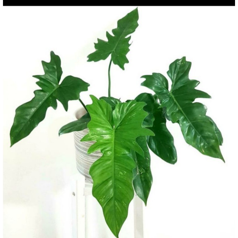 Tanaman Hias Pilodendron Dragon, Tanaman hias pilodendron