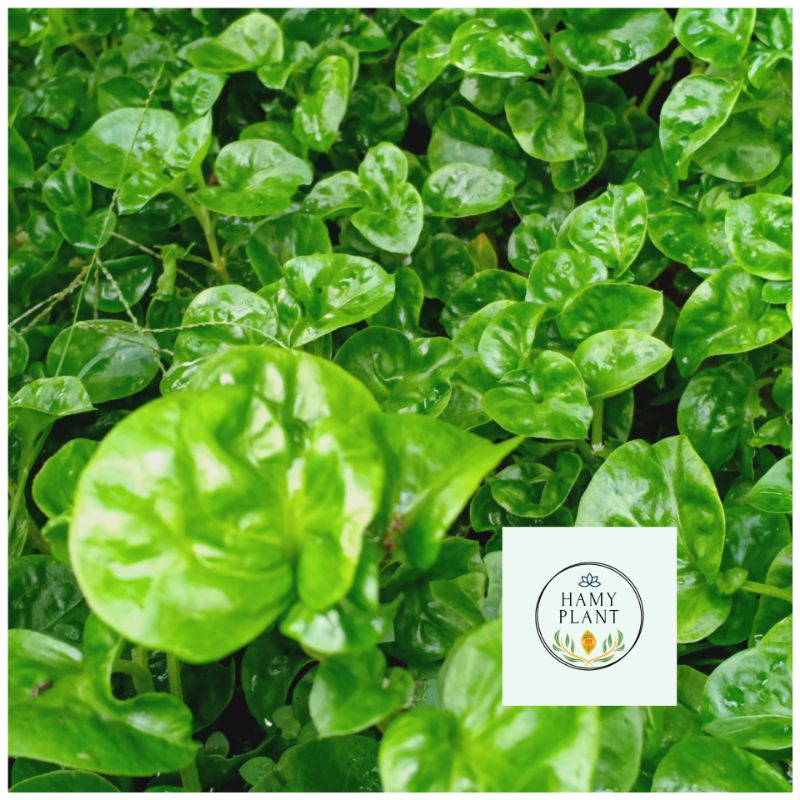 Bayam Brazil Organik