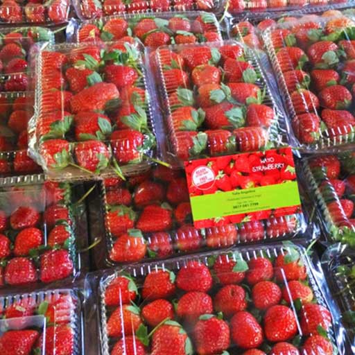 

Strawberry segar