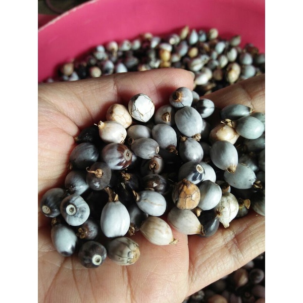 

Biji Jali Jali isi +45 biji ( READY )