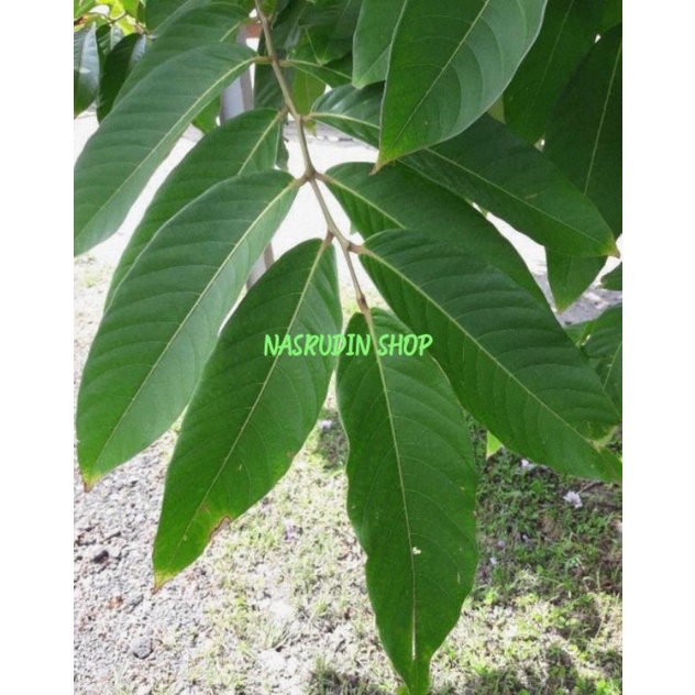 

DAUN BUNGUR SEGAR LANGSUNG PETIK / DAUN UNGU / LAGERSTROEMIA / OBAT DIABET
