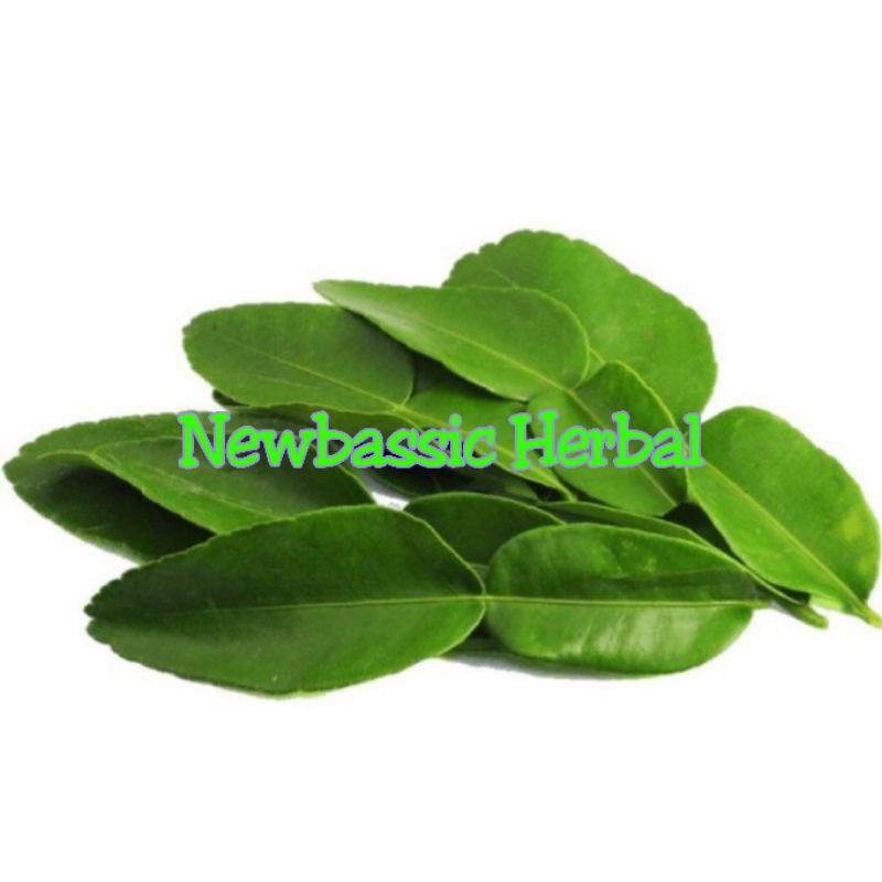 

daun jeruk segar alami
