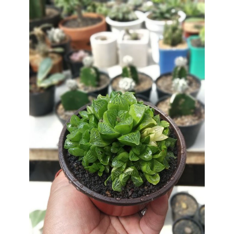 Jual Kaktus Sukulen Haworthia Retusa Varigata Real Pict Indonesia