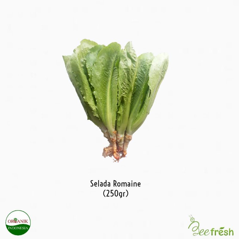 

Selada Romaine Organik