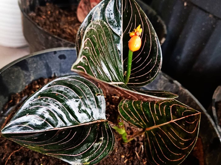 Aglonema Rotundum Aceh Yang Daun 3