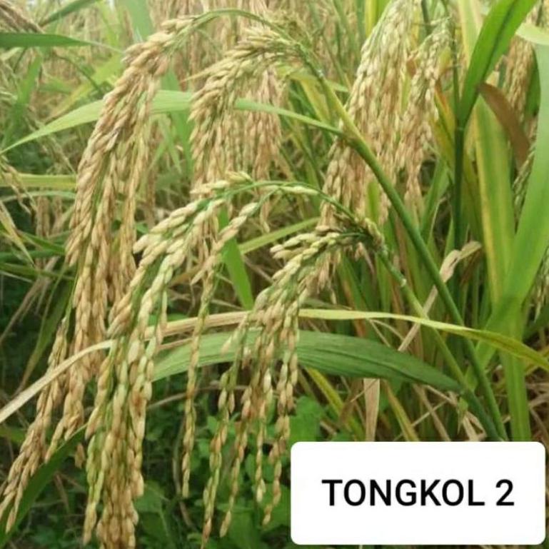Y-IHT 【☛ COD tongkol2 jumbo benih padi Galur lokal Aceh berkualitas.
