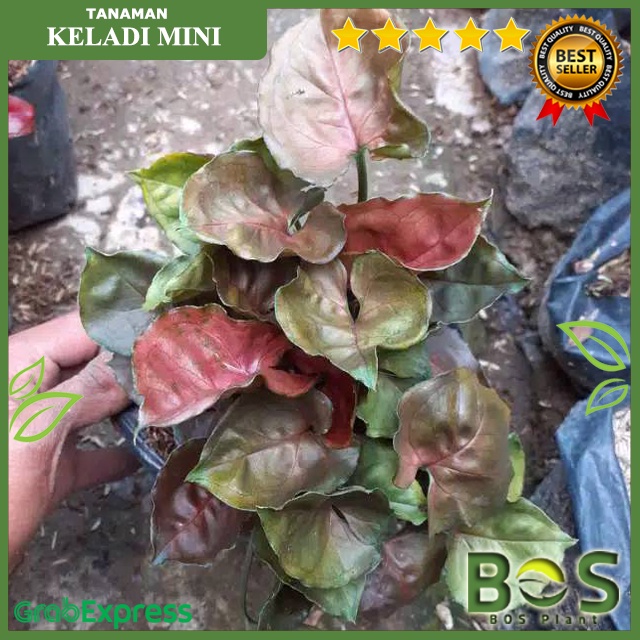 Tanaman hias syngonium podophyllum maria allusion / keladi mini kriting