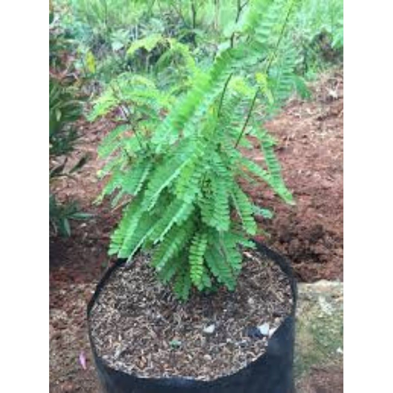 daun saga  - jual tanaman herbal daun saga