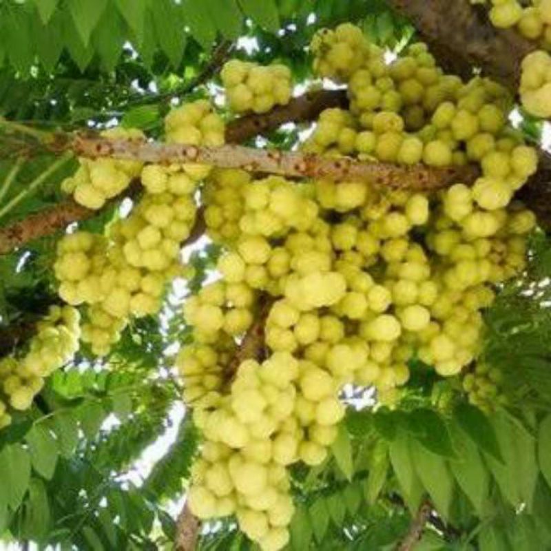 

Buah ceremai / ceremai segar langsung petik 500gr