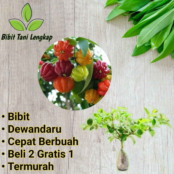 Bibit Tanaman Buah Dewandaru-Bibit Dewandaru-Buah Dewandaru