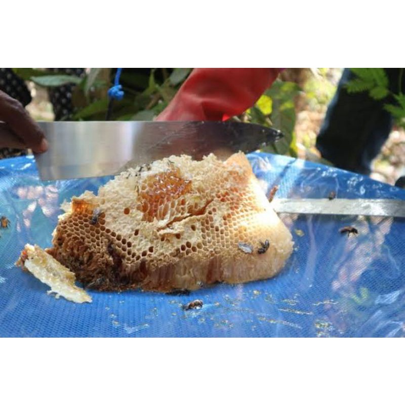 

MADU ASLI SUMBAWA. MADU ALAM LIAR BUAKN MADU BUDI DAYA. LEBIH SEHAT.