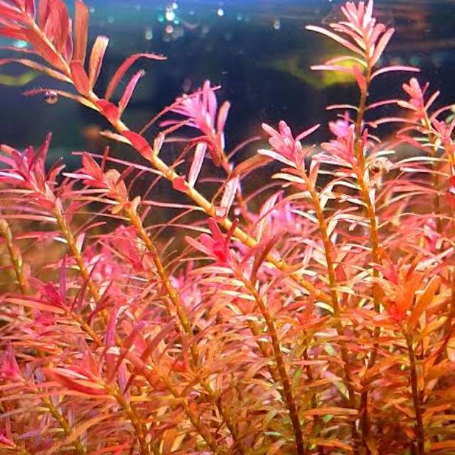 Rotala Hra tanaman  stem plant tanaman  air tanaman  