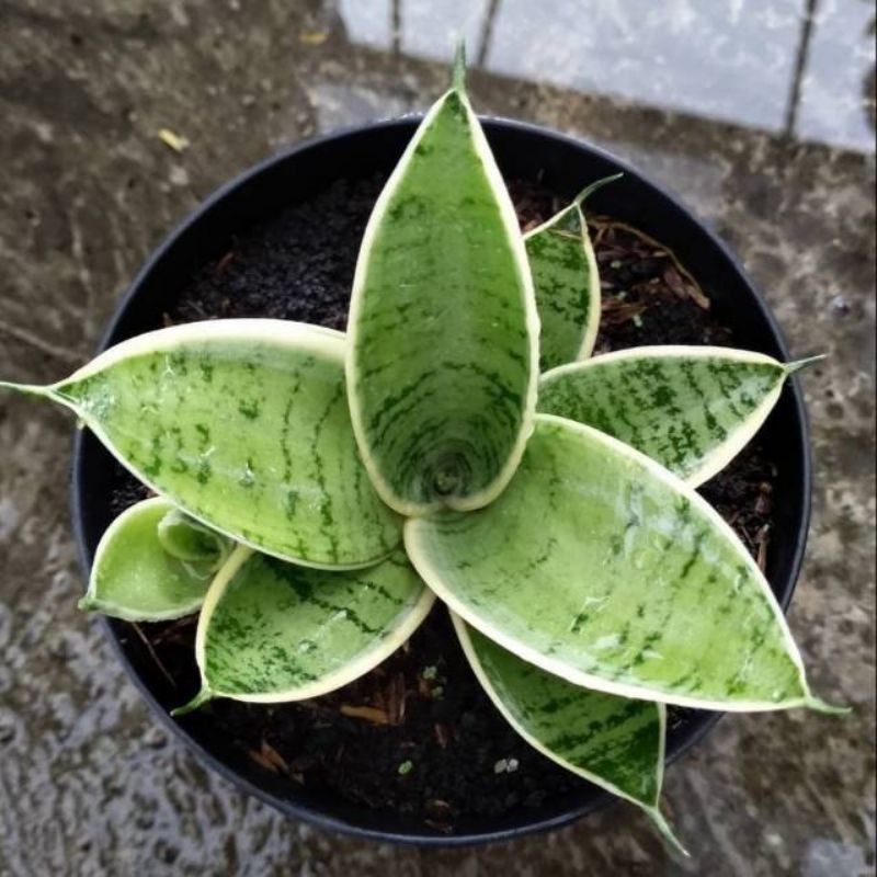 sansevieria hahni cream