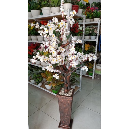 BUNGA SAKURA/POHON SAKURA+POT KAYU