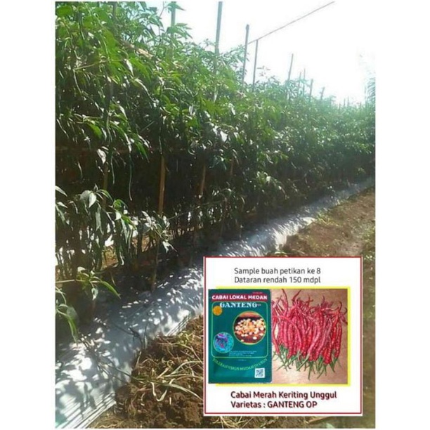 Paket 5 bks Benih Bibit Cabe GANTENG siramping yang panjang