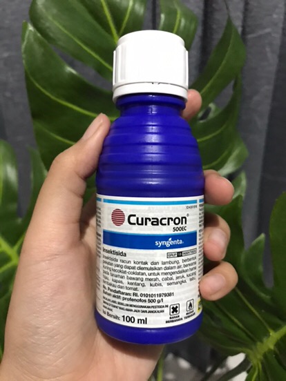 Insektisida Curacron Pembasmi Hama Kutu Putih