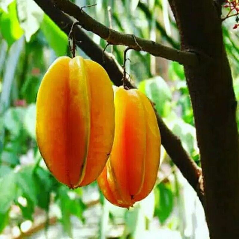 Bibit Buah Belimbing Madu Bibit Tanaman Buah Belimbing Manis