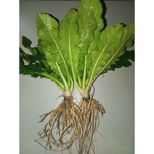 

Daun Tapak Liman Segar dengan akarnya per 100 gram