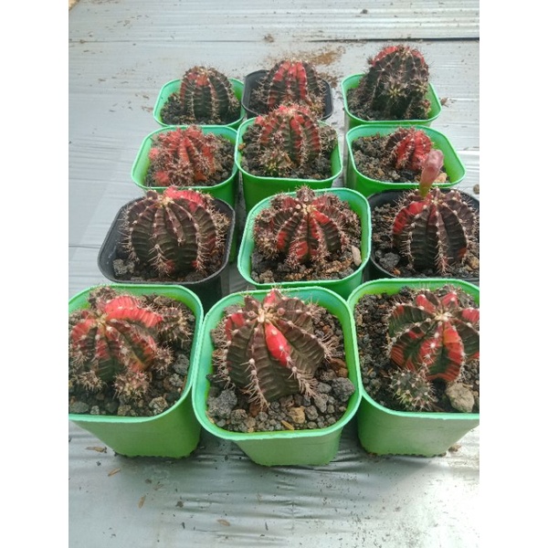 kaktus ownroot gymno tricolour