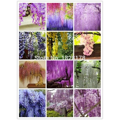 Isi 5 Butir Benih Bonsai Bunga Wisteria Mix Color Import