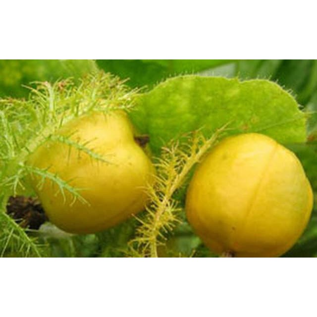 15 benih buah markisa mini