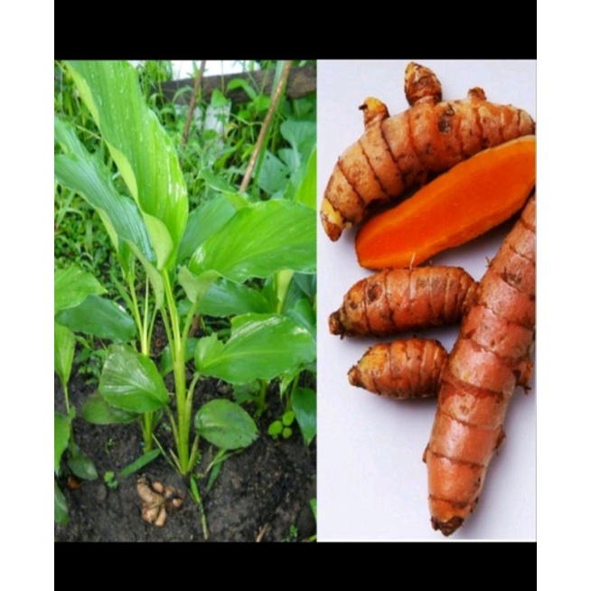 

Kunyit FRESH Herbal (Rimpang / Siap Tanam) / Kunir / Turmeric / Bumbu