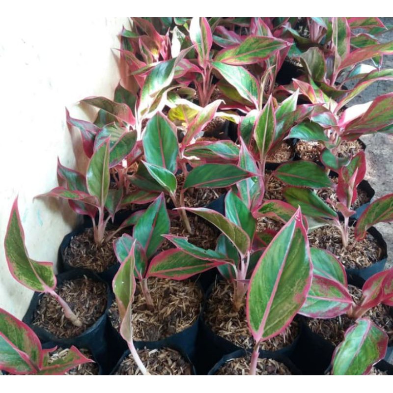 pohon aglonema lipstik / bibit aglonema lipstik