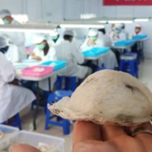 

Walet Processing / Cuci Walet