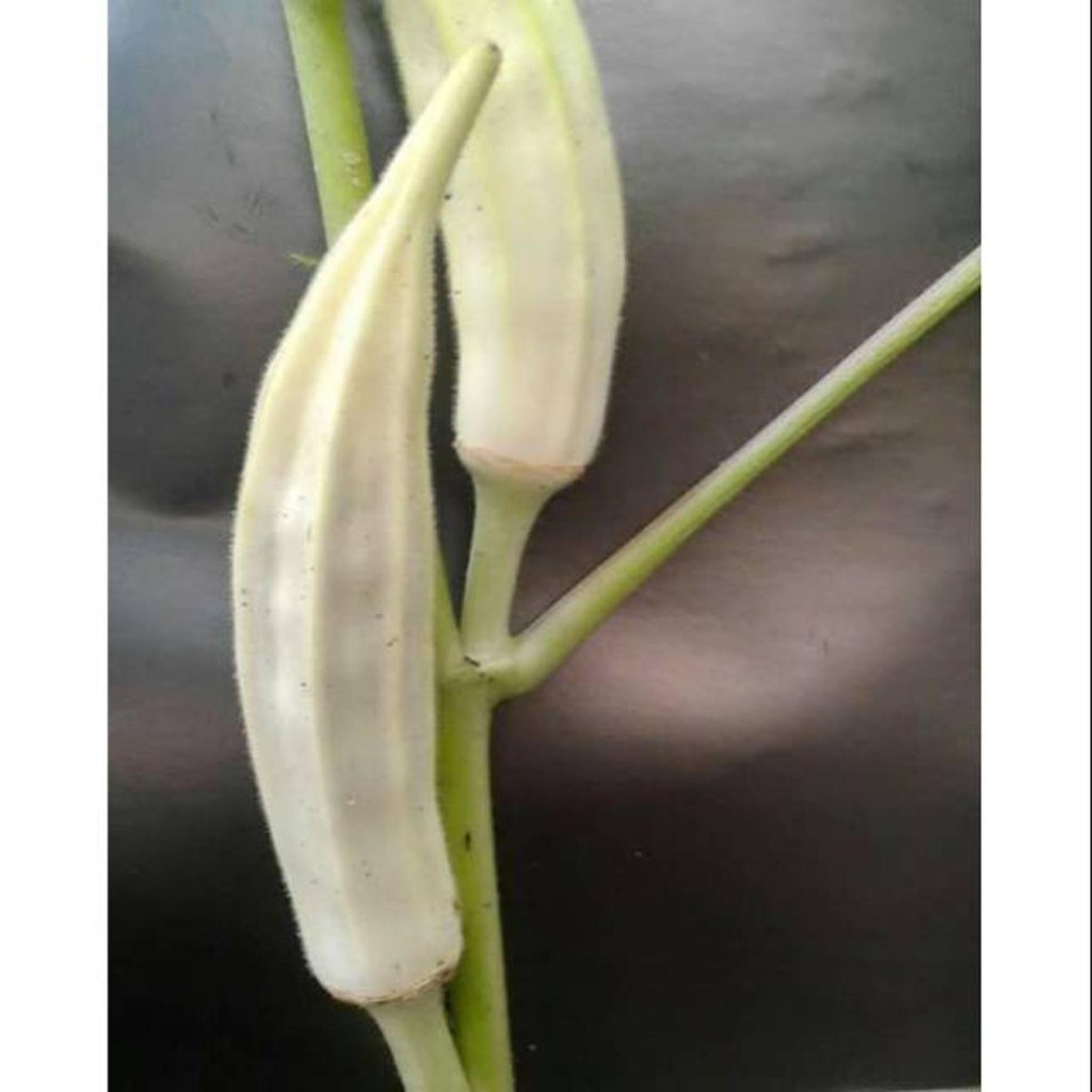 Bibit Benih Biji Sayur Okra Putih - Benih Sayur Okra Putih - Biji Sayur Okra Putih - COD