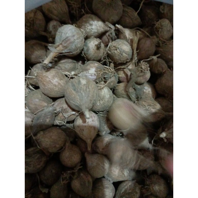 

bawang putih tunggal