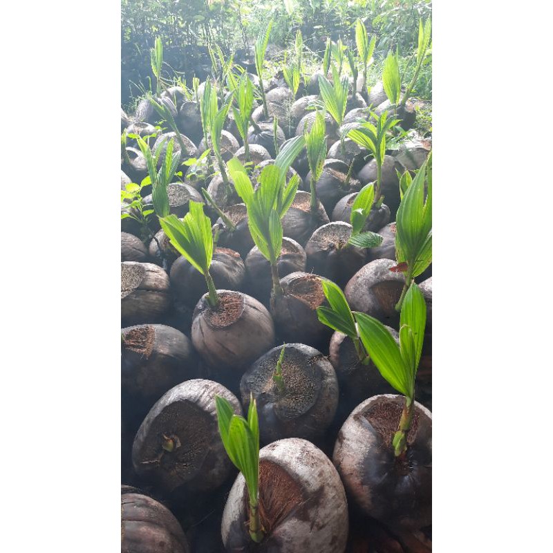 Bibit Kelapa hibrida genjah