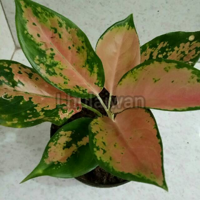 Tanaman hias aglaonema kochin tembaga remaja / dewasa