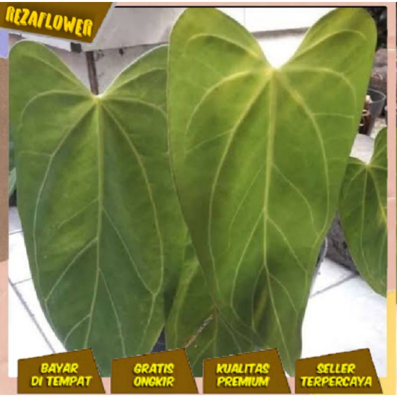 ANTURIUM KUPING GAJAH KALONG