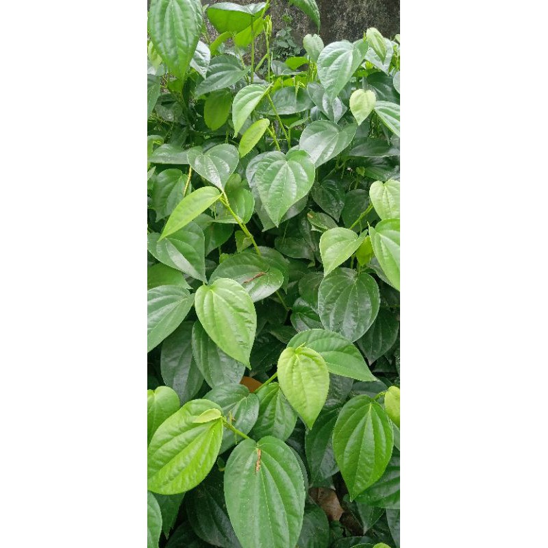 

promo daun sirih ,50 lembar Rp4.500