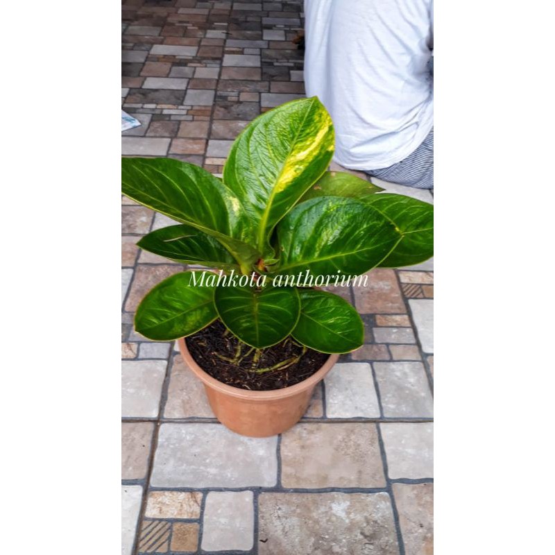 Anthurium Jemani mangkok varigata cekung bulat