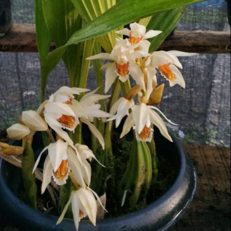 anggrek coelogyne celogen asperata dewasa