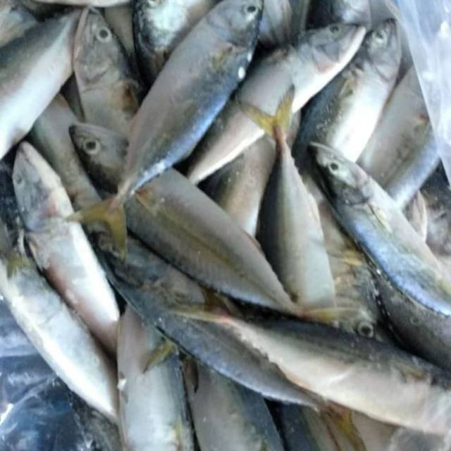 

Jual Ikan Kembung