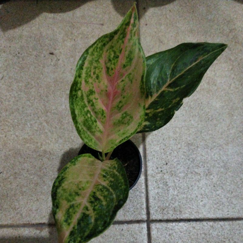 aglonema siam pearl mutasi rasa LOD realpict anakan