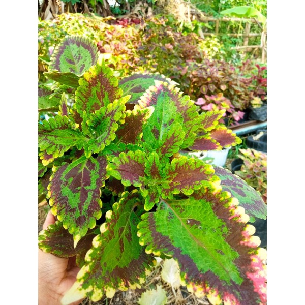 TANAMAN HIAS MIANA BERAKAR MIANA KRESNA MURAH RIMBUN MIANA LANGKA MURAH MIANA PREMIUM BERAKAR DAN RI