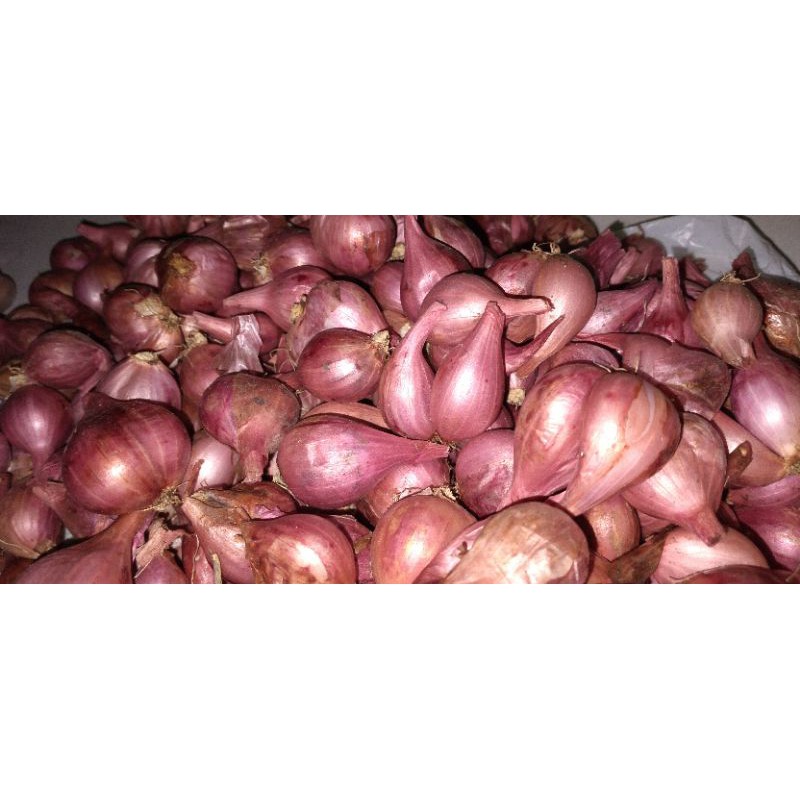 

bawang merah lokal