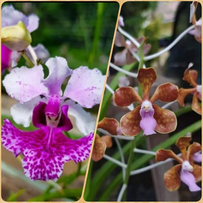 papio lonte hookeriana x Vanda limbata