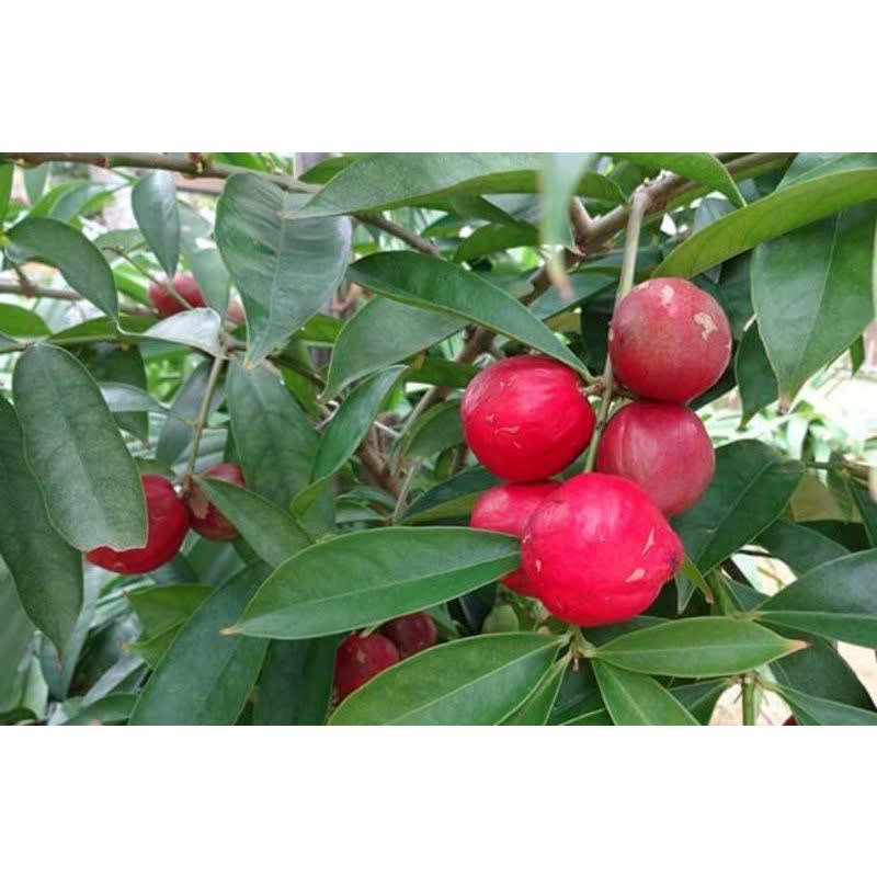 

buah mahkota dewa herbal Hasil Kebun Sendiri