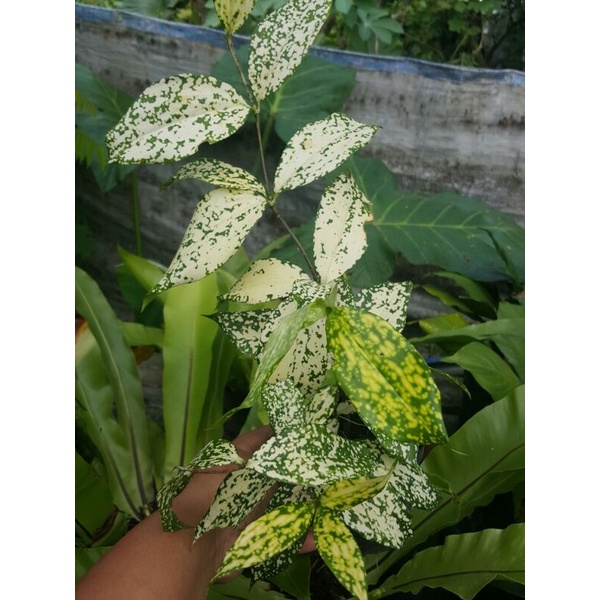 Bambu hoki kuning