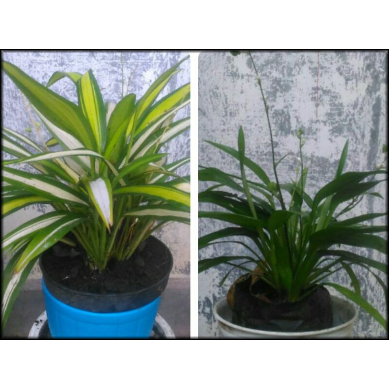 Lili Paris Hema Hijau dan Hema Putih
