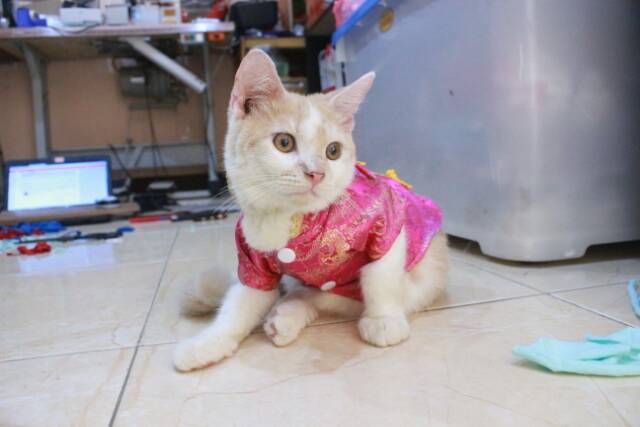 Kemeja chongsam lucu untuk kucing dan anjing imlek 2019 size S M L XL