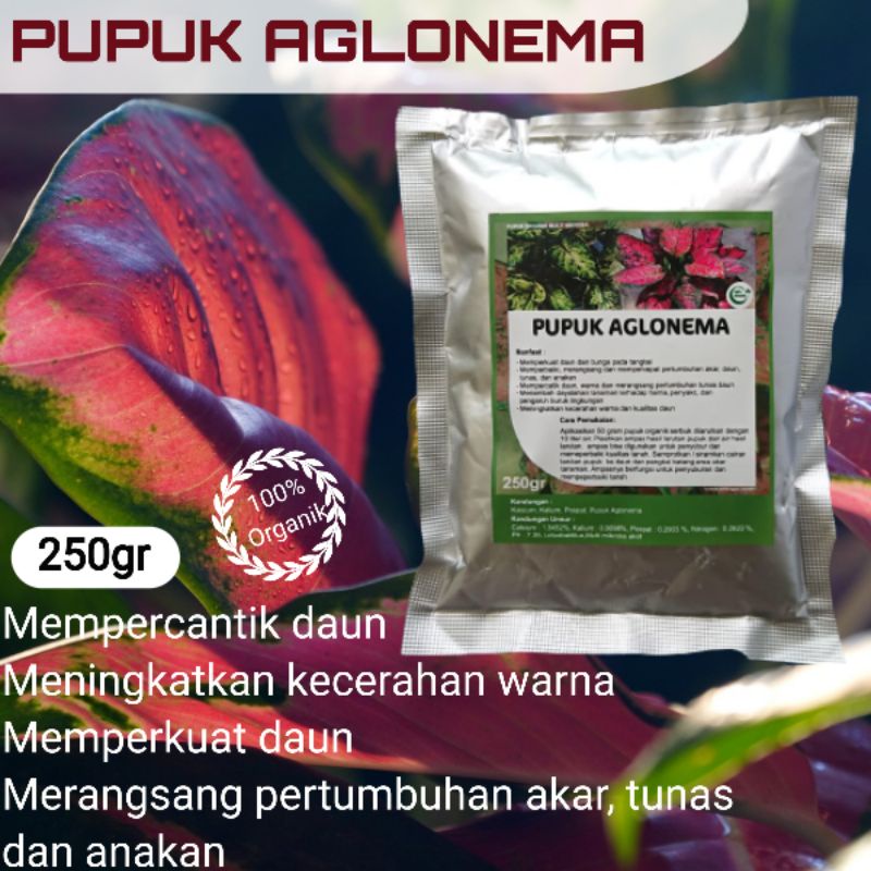 Pupuk Aglonema Organik Biar Subur Cepat Beranak Dan Tumbuh Tunas Yang Baik Mempercantik Bunga Terbai